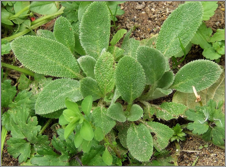 Lamb's-ear, Stachys byzantina