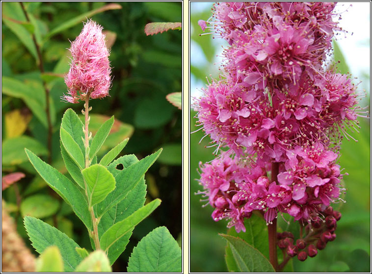 Confused Bridewort, Spiraea x pseudosalicifolia