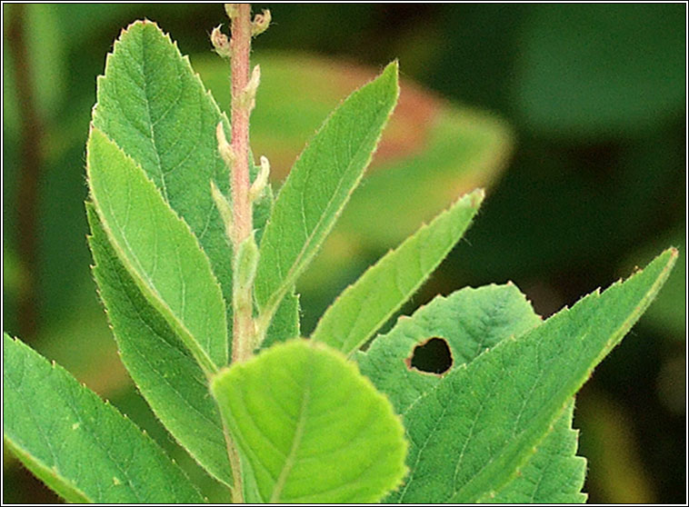 Confused Bridewort, Spiraea x pseudosalicifolia