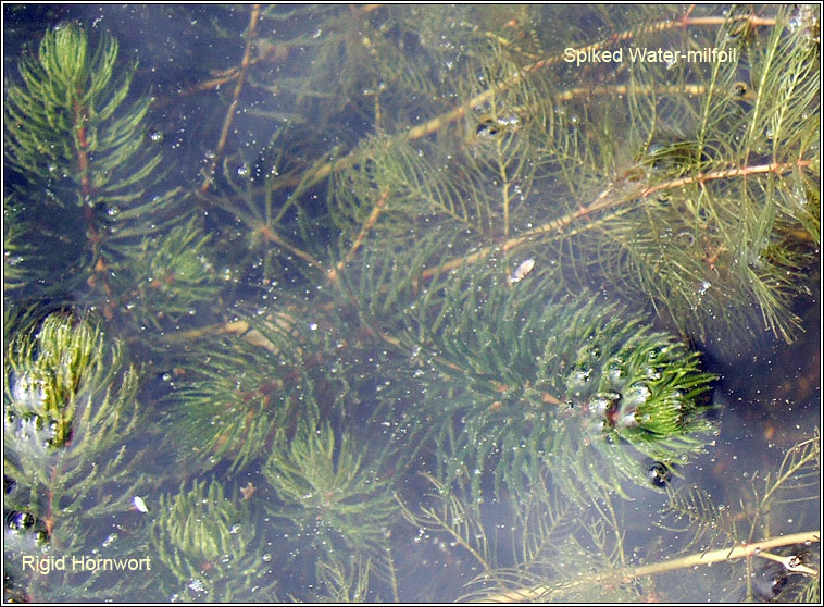 Rigid Hornwort, Ceratophyllum demersum, Cornlach