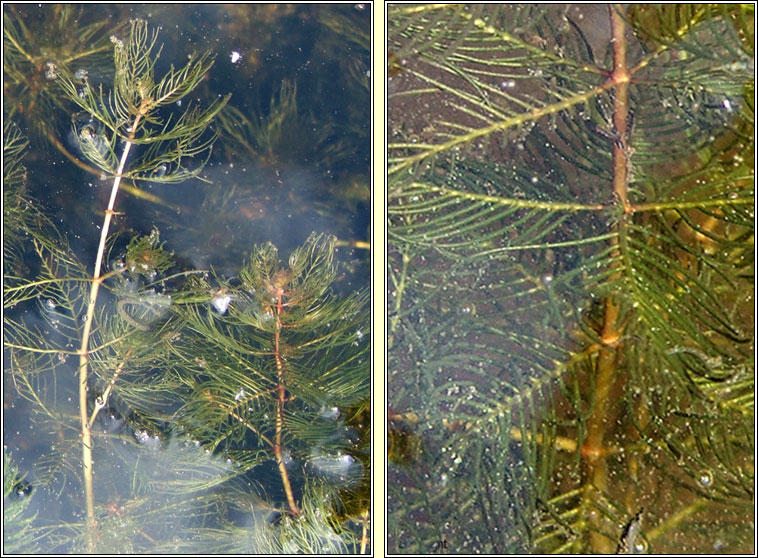 Spiked Water-milfoil, Myriophyllum spicatum, Lonnach