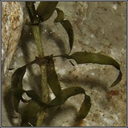 Nuttall's Waterweed, Elodea nuttallii, Tm uisce chaol