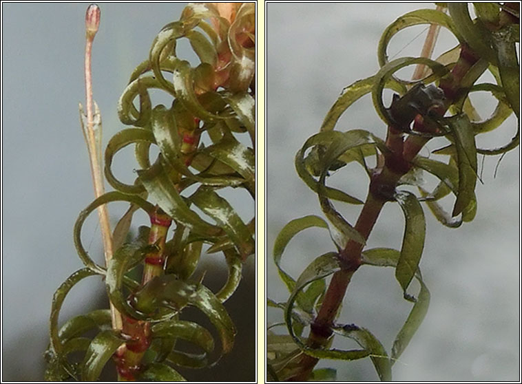 Nuttall's Waterweed, Elodea nuttallii, Tm uisce chaol