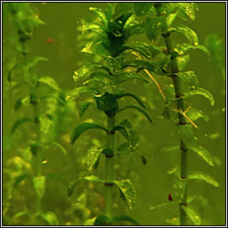 Canadian Waterweed, Elodea canadensis, Tm uisce