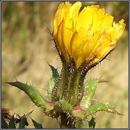 Bristly Ox-tongue, Helminthotheca echioides, Teanga bh gharbh