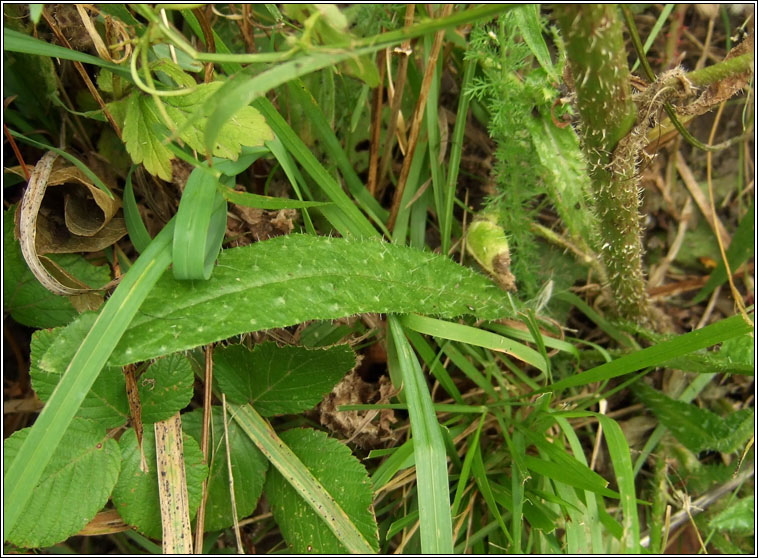 Bristly Ox-tongue, Helminthotheca echioides, Teanga bh gharbh