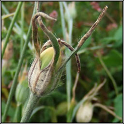 Corncockle, Agrostemma githago