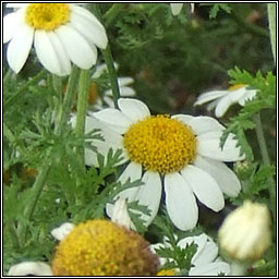 Austrian Chamomile, Cota austriaca