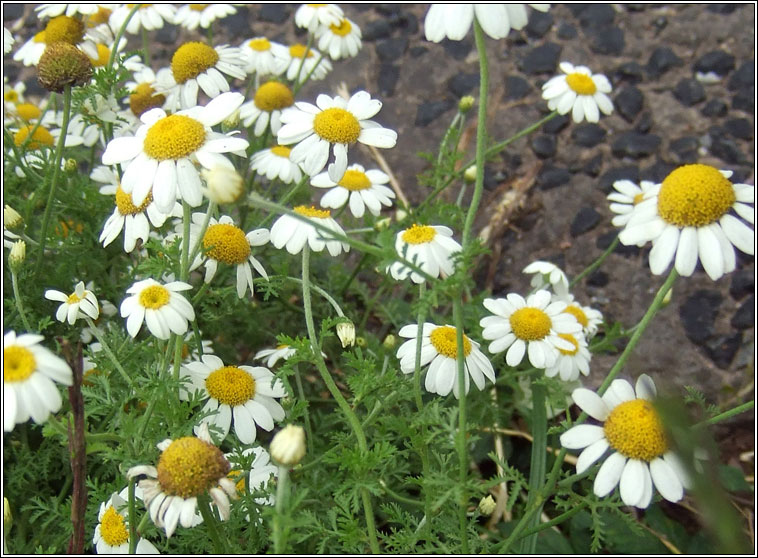 Austrian Chamomile, Anthemis austriaca