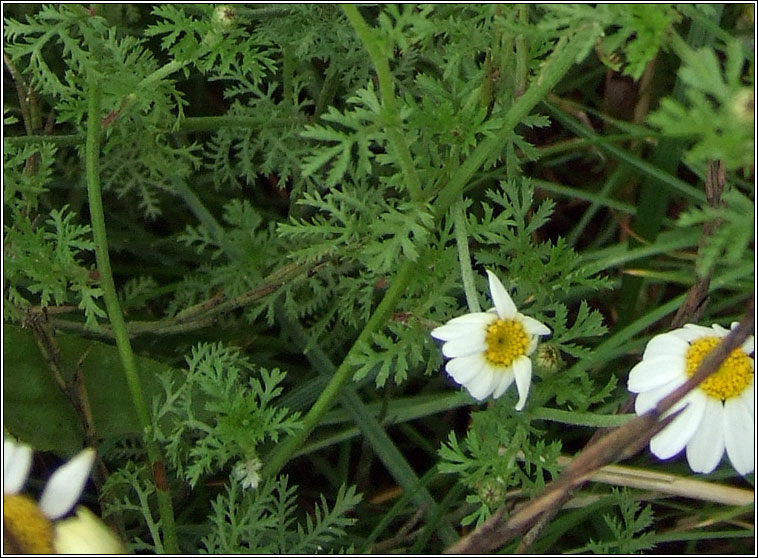 Austrian Chamomile, Anthemis austriaca