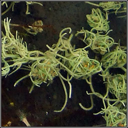 Stoneworts, Charophytes