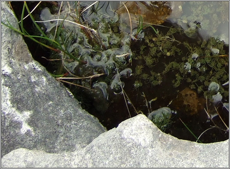 Stoneworts, Charophytes