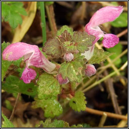 Spotted Dead-nettle, Lamium maculatum