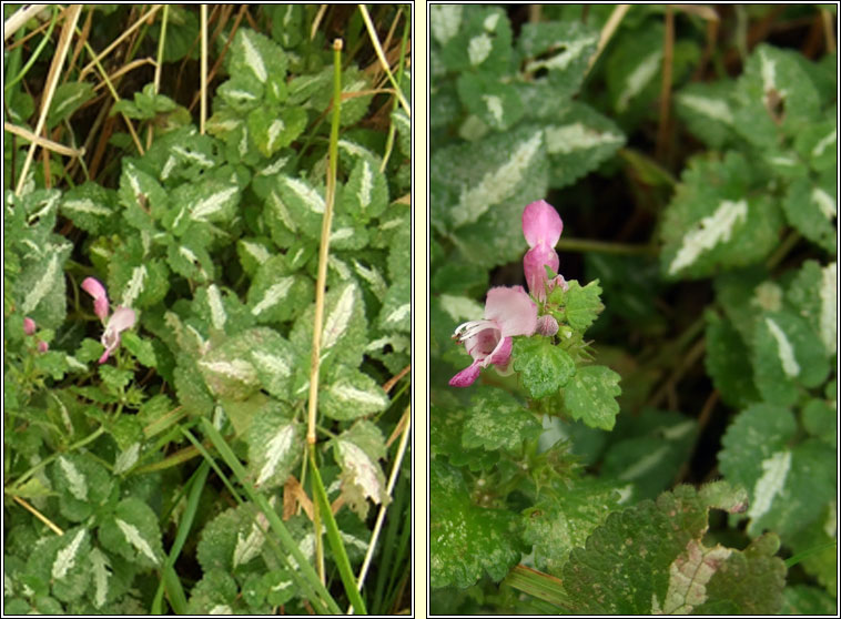 Spotted Dead-nettle, Lamium maculatum