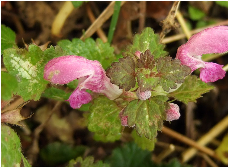 Spotted Dead-nettle, Lamium maculatum