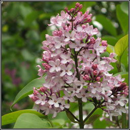 Lilac, Syringa vulgaris