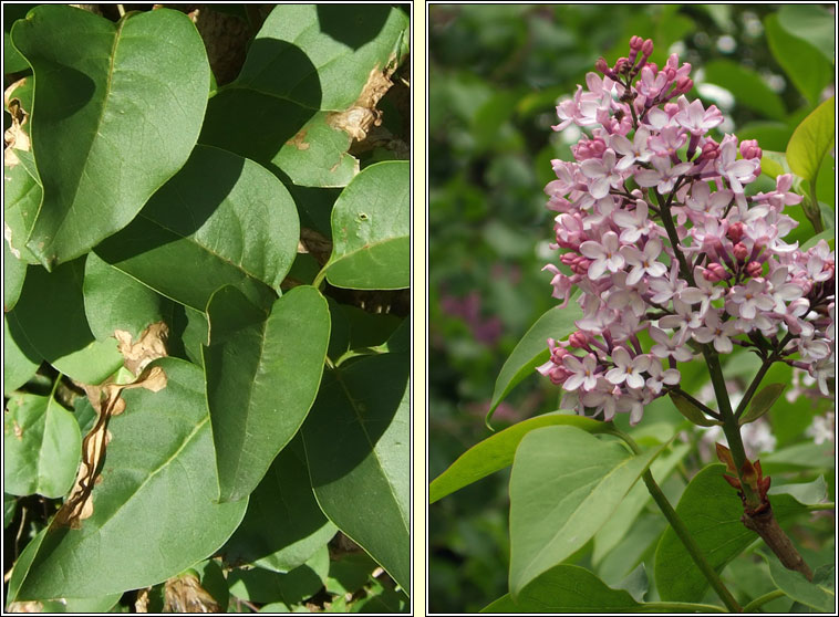 Lilac, Syringa vulgaris