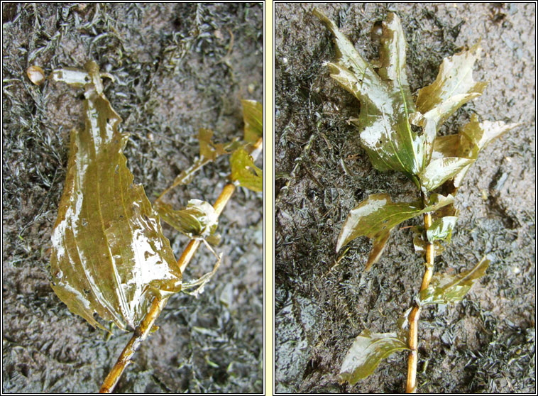 Perfoliate Pondweed, Potamogeton perfoliatus, Drimire uisce