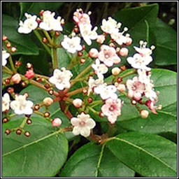 Laurustinus, Viburnum tinus