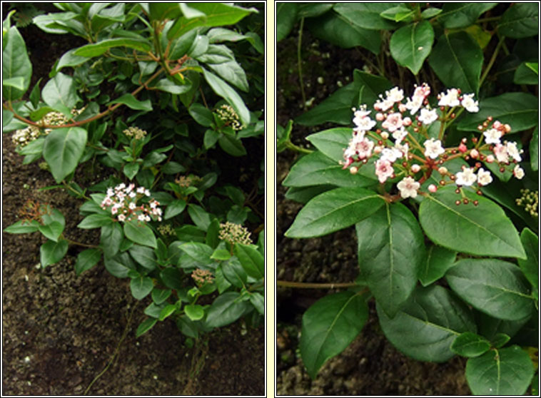 Laurustinus, Viburnum tinus