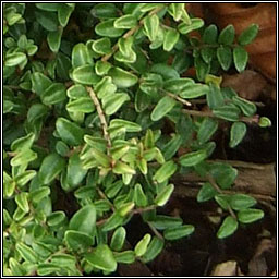 Wilson's Honeysuckle, Lonicera nitida