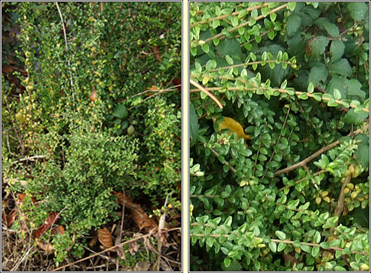 Wilson's Honeysuckle, Lonicera nitida