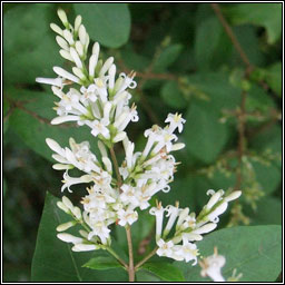 Garden Privet, Ligustrum ovalifolium