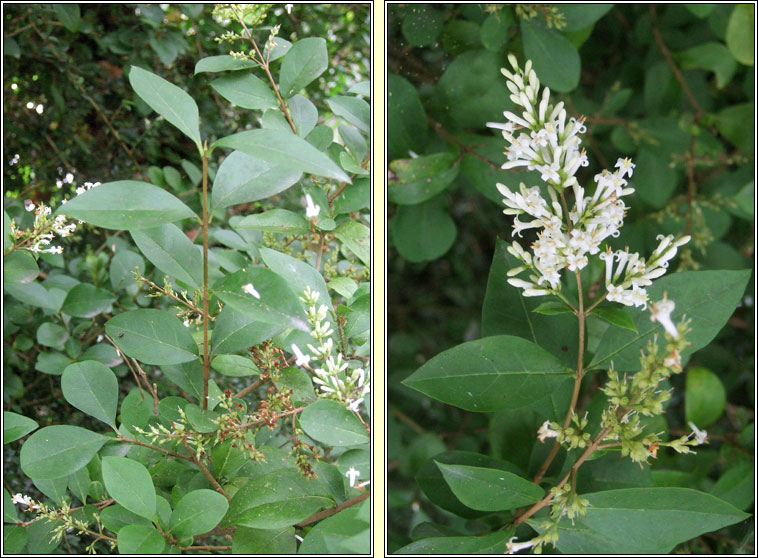 Garden Privet, Ligustrum ovalifolium