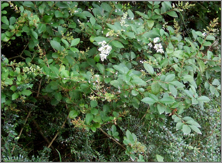 Garden Privet, Ligustrum ovalifolium