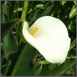 Easter Lily, Zantedeschia aethiopica