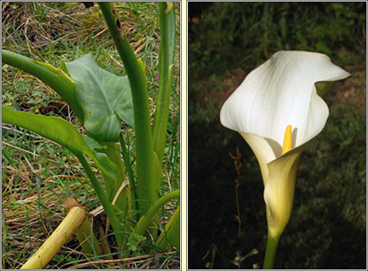 Easter Lily, Zantedeschia aethiopica