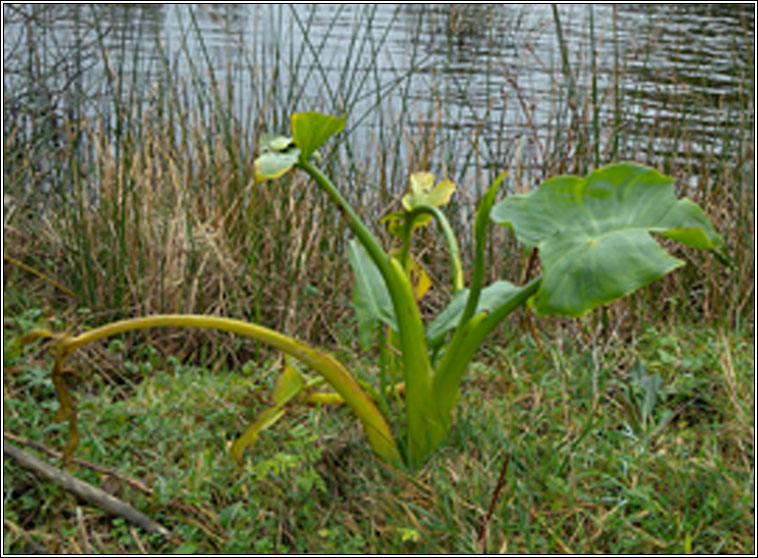 Easter Lily, Zantedeschia aethiopica