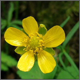 Goldilocks buttercup, Ranunculus auricomus, Gruaig Mhuire