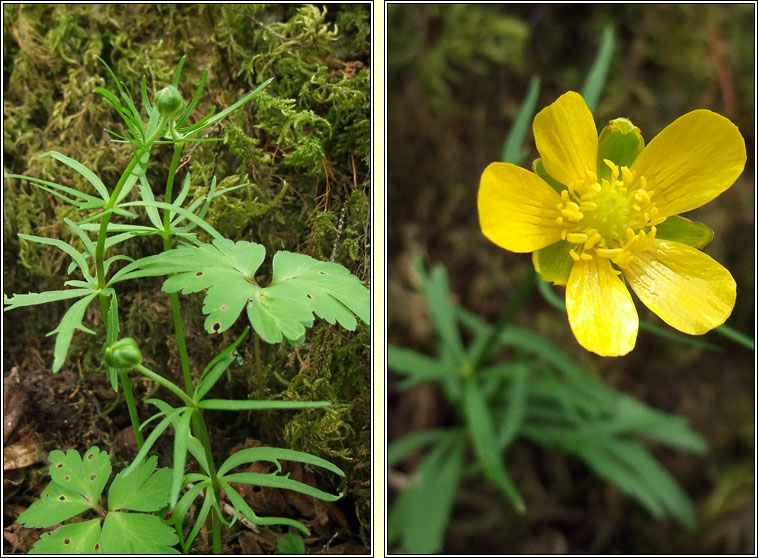 Goldilocks buttercup, Ranunculus auricomus, Gruaig Mhuire