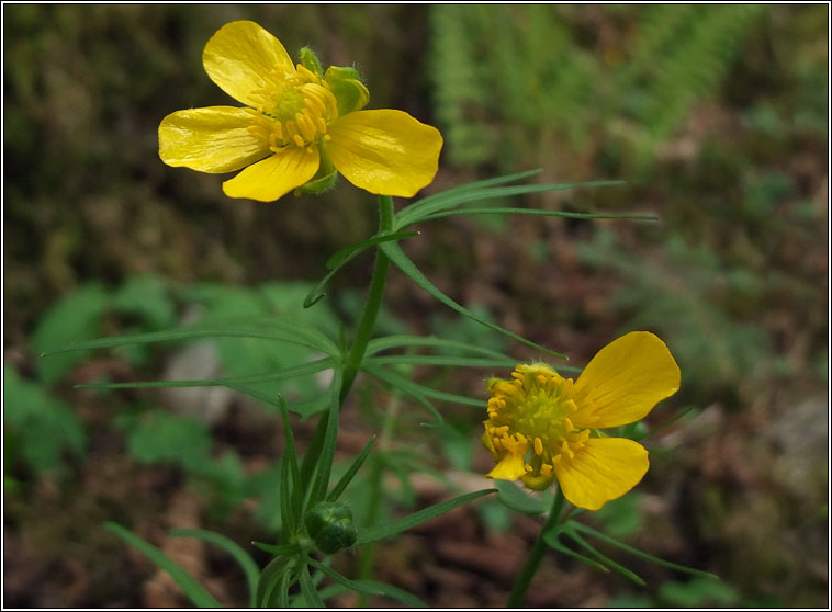 Goldilocks buttercup, Ranunculus auricomus, Gruaig Mhuire