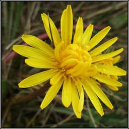 Irish Dandelion, Taraxacum amarellum, Caisearbhn gaelach