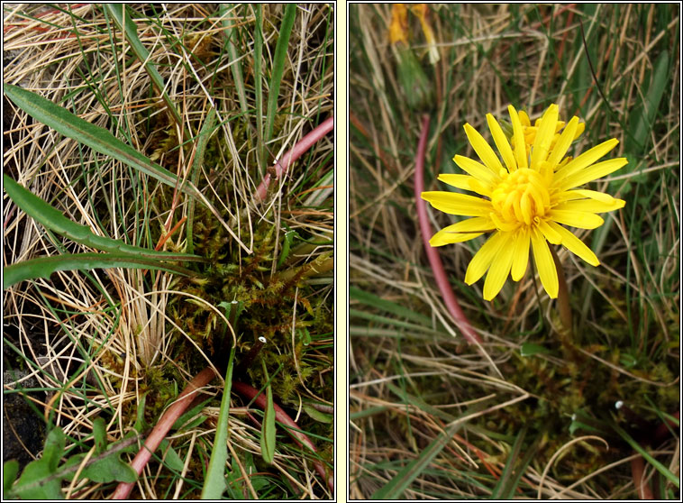 Irish Dandelion, Taraxacum amarellum, Caisearbhn gaelach