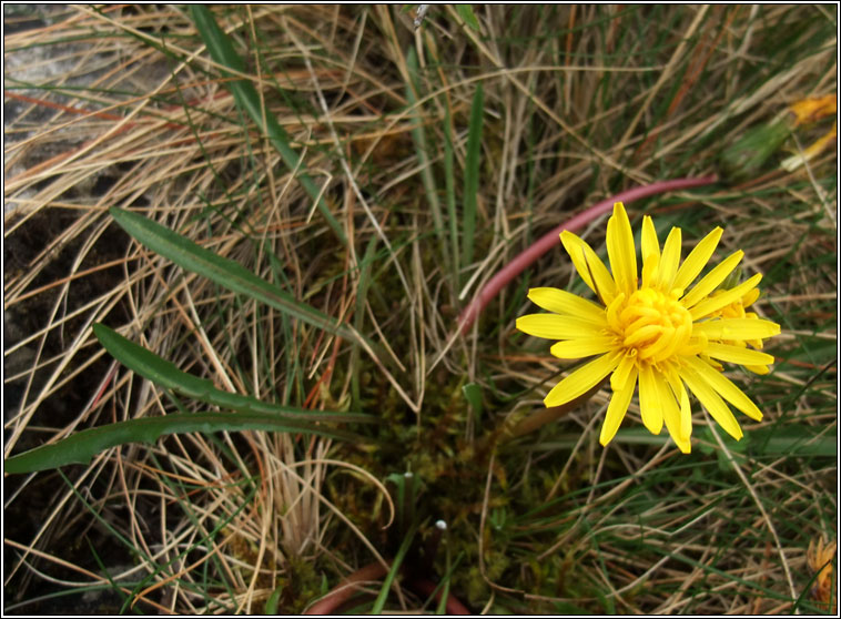 Irish Dandelion, Taraxacum amarellum, Caisearbhn gaelach