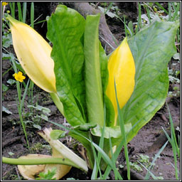 American Skunk-cabbage, Lysichiton americanus, Geathar bi