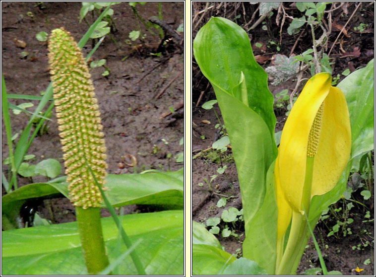 American Skunk-cabbage, Lysichiton americanus, Geathar bi