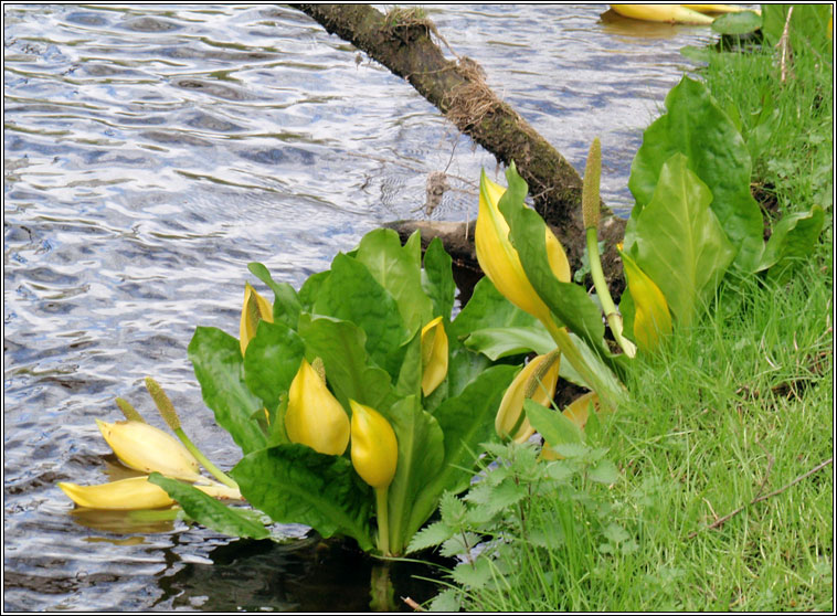 American Skunk-cabbage, Lysichiton americanus, Geathar bi