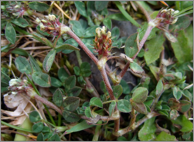 Rough Clover, Trifolium scabrum, Seamair gharbh