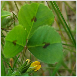 Spotted Medick, Medicago arabica, Meidic bhreac