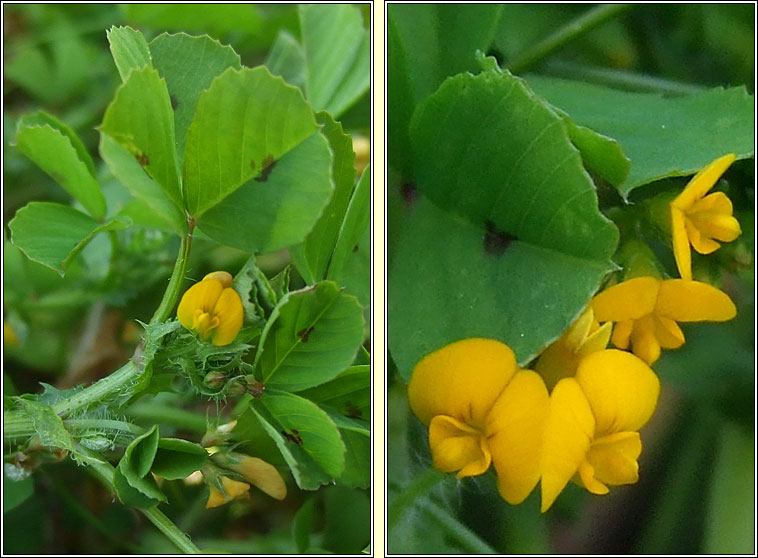 Spotted Medick, Medicago arabica, Meidic bhreac