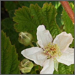 Rubus nemorosus