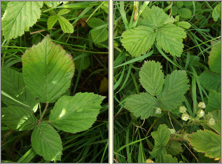 Rubus nemorosus