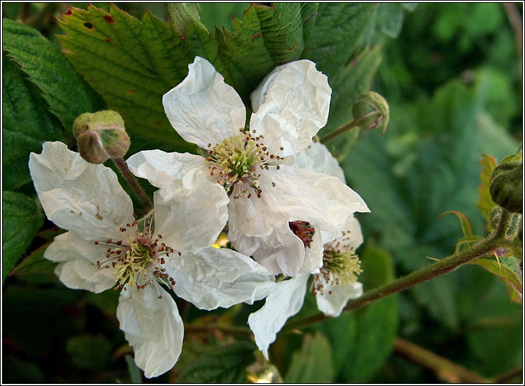 Rubus nemorosus