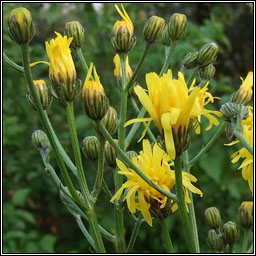 Rough Hawk's-beard, Crepis biennis, Lus crin garbh