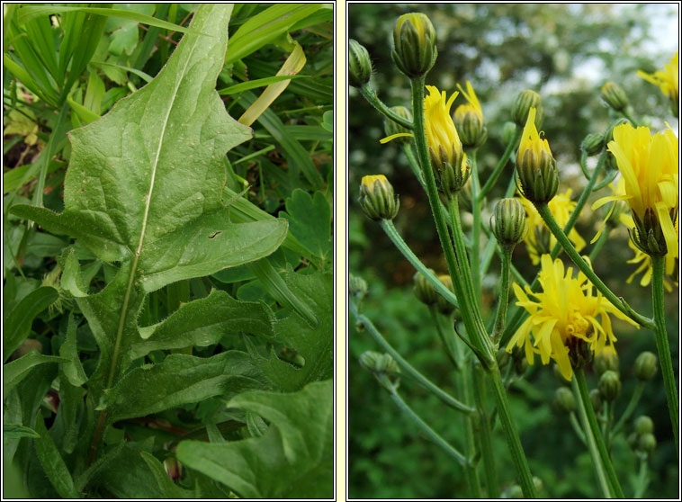 Rough Hawk's-beard, Crepis biennis, Lus crin garbh