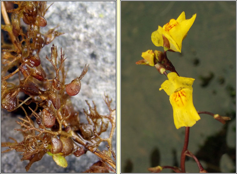 Greater Bladderwort, Utricularia vulgaris, Lus an bhorraigh